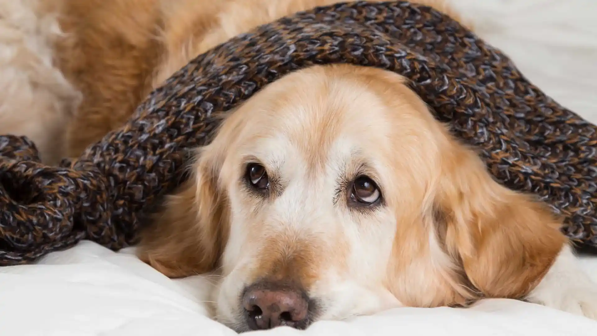 Hund-erkaltet hund-erkaltet