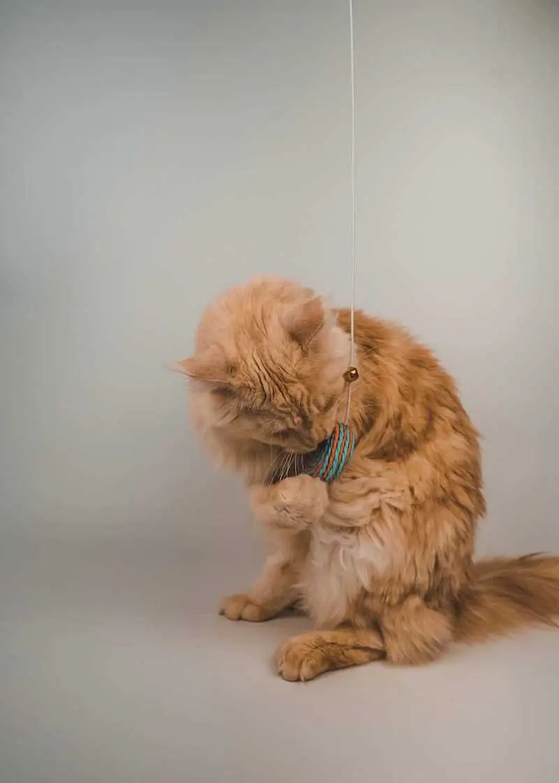 greenhero_katzenangel_anwendung_03