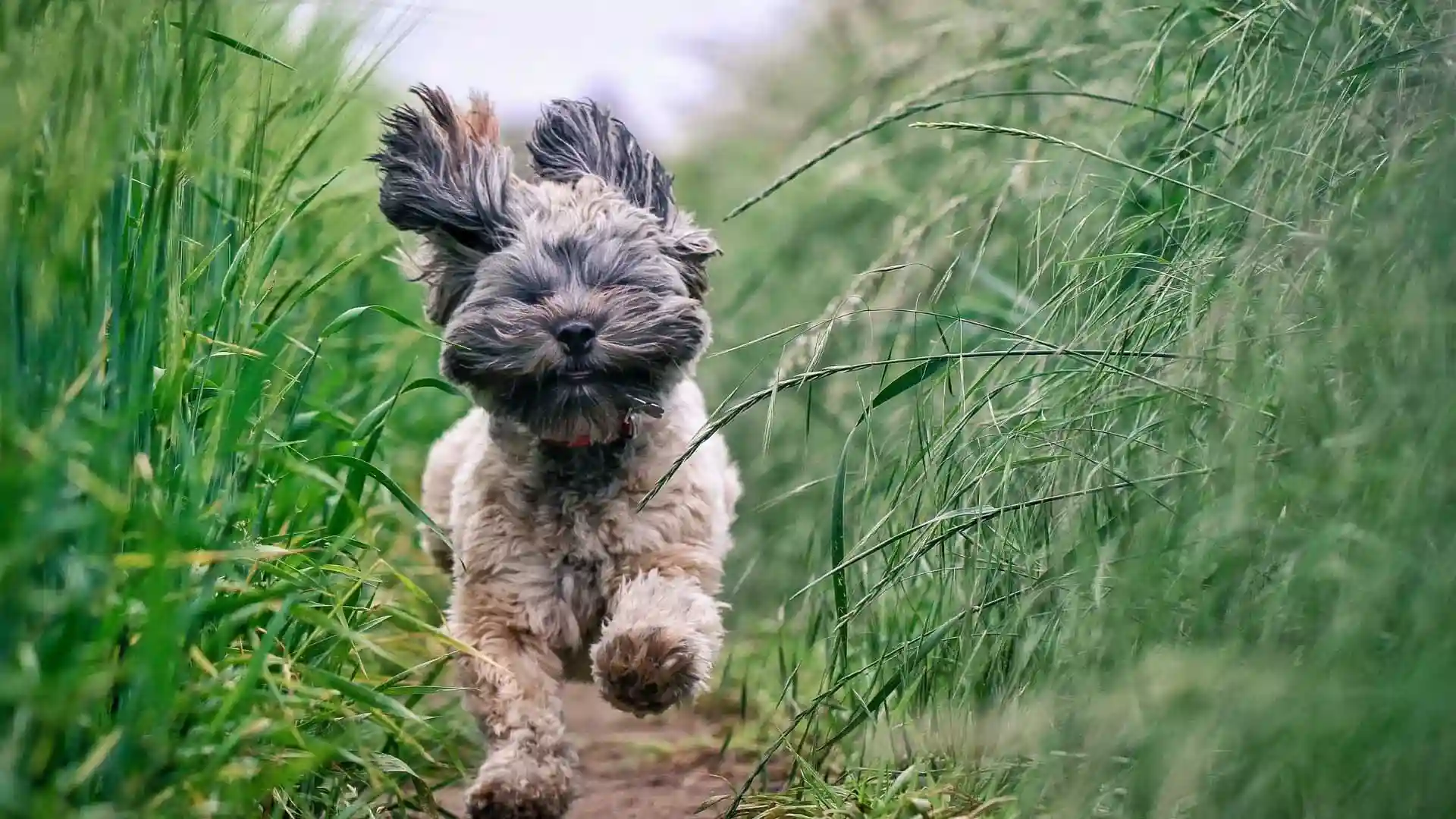 Hund-Spaziergang hund-spaziergang