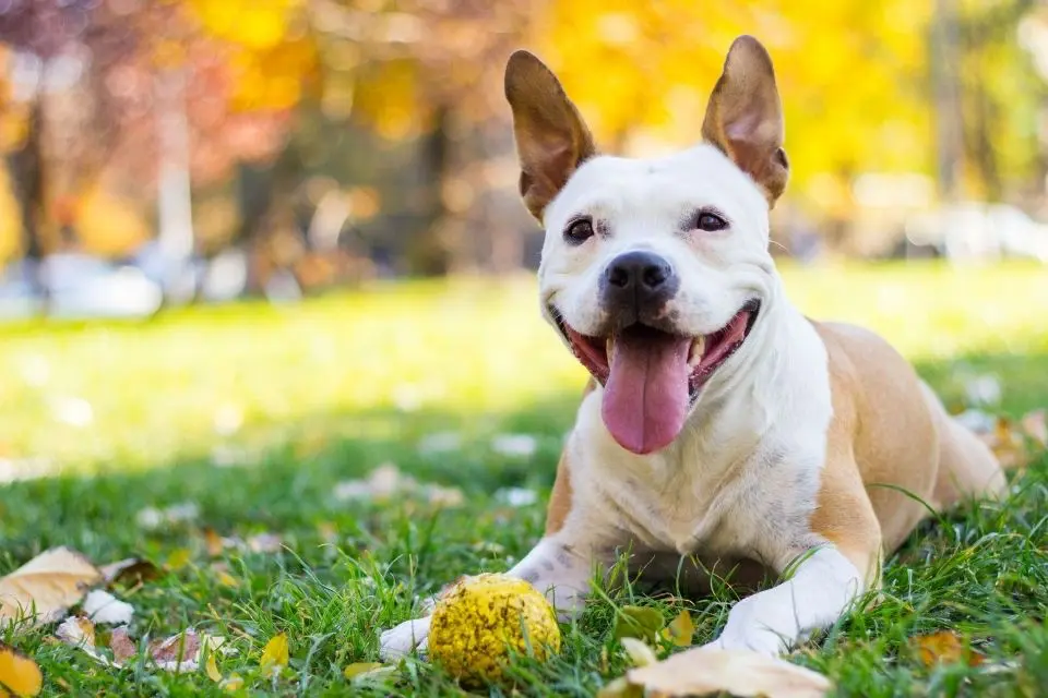 hunde_entgiften hunde_entgiften
