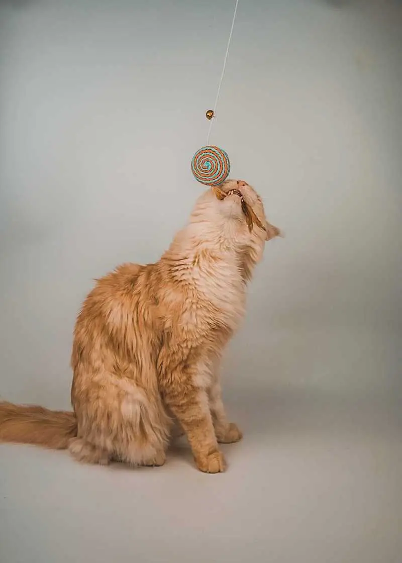 greenhero_katzenangel_anwendung_01