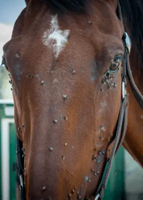 greenhero_pferde_bremsen_fliegen