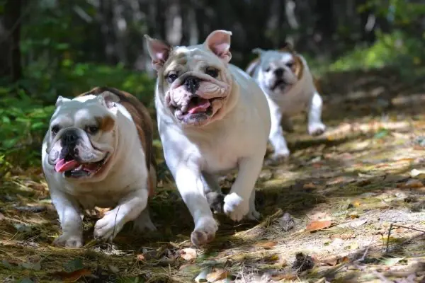 greenhero_hunde_ernaehrung greenhero_hunde_ernaehrung