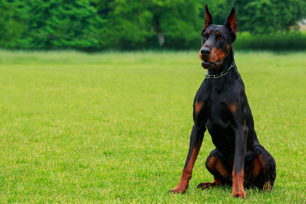 Dobermann dobermann