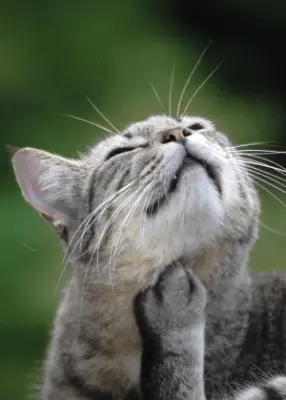 greenhero_katzen_floehe_zecken