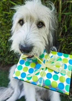 greenhero_kategorie_geschenk_hund