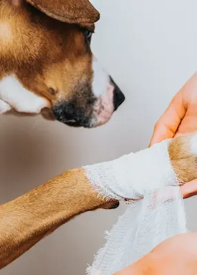 greenhero_hunde_wunden_juckreiz