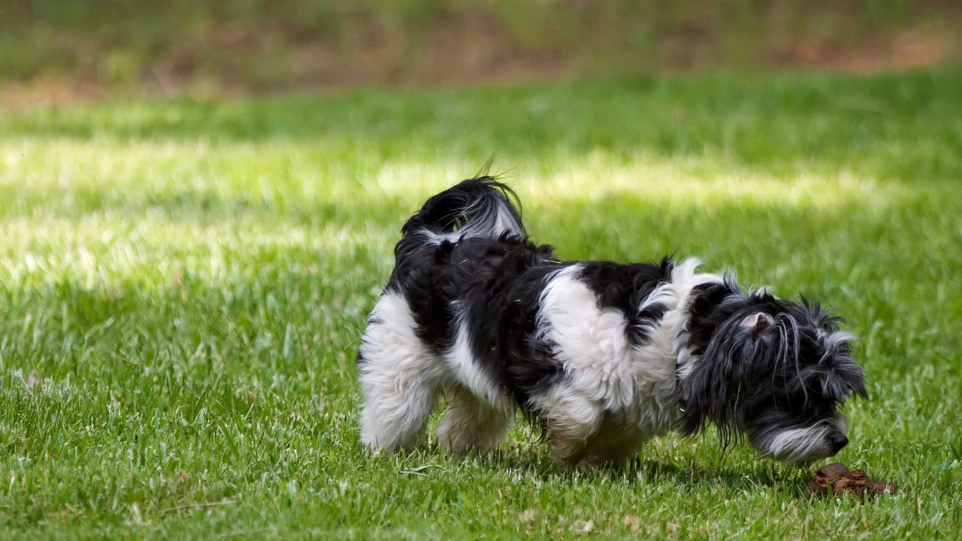 Hund-frisst-Kot hund-frisst-kot