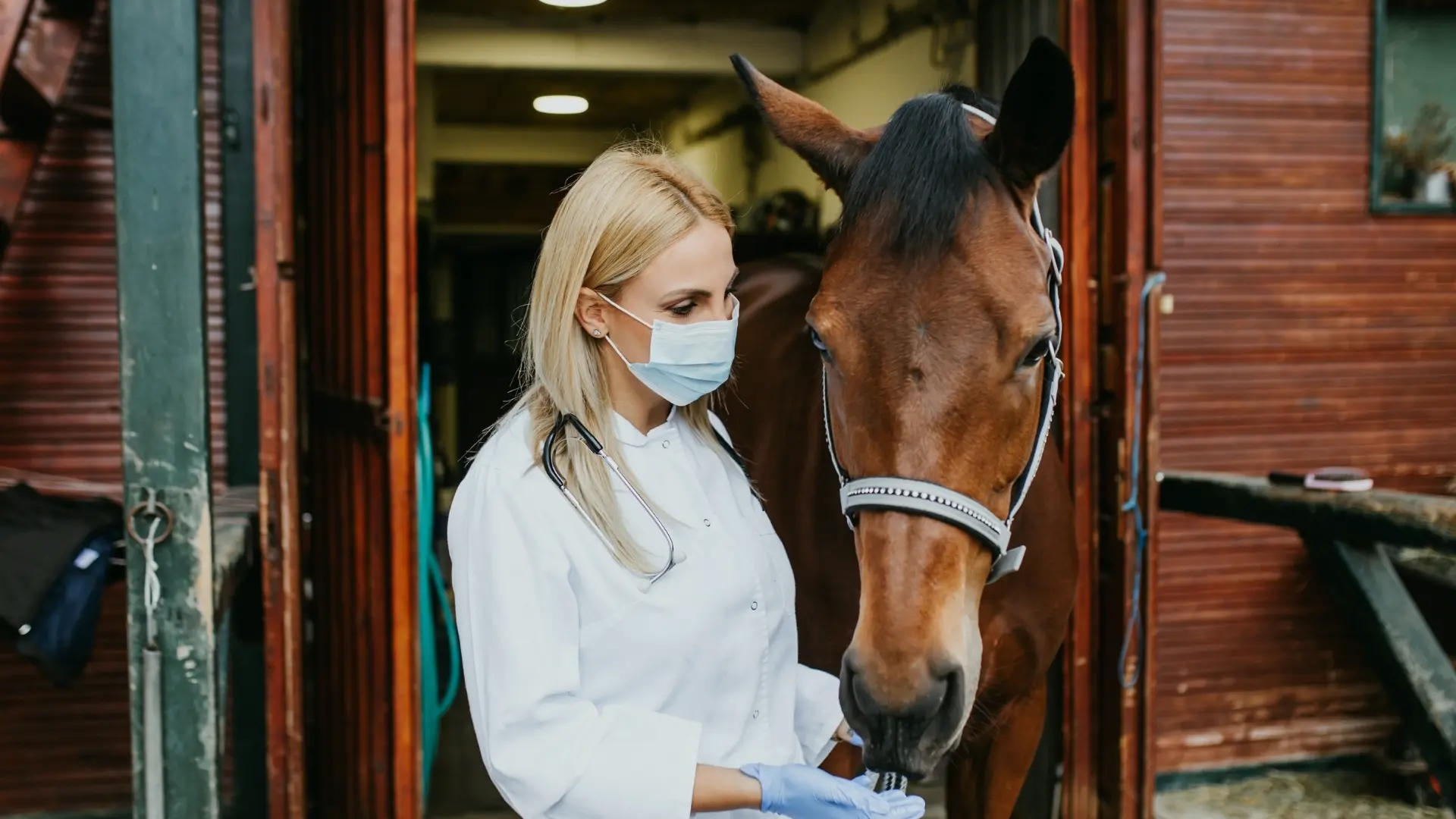 greenhero_pferdewurmkur