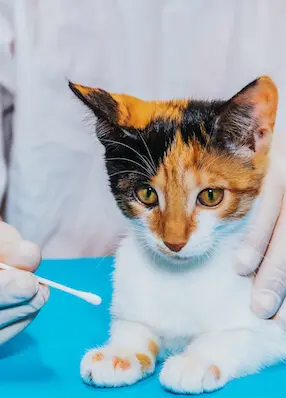 greenhero_katzen_cremes_salben