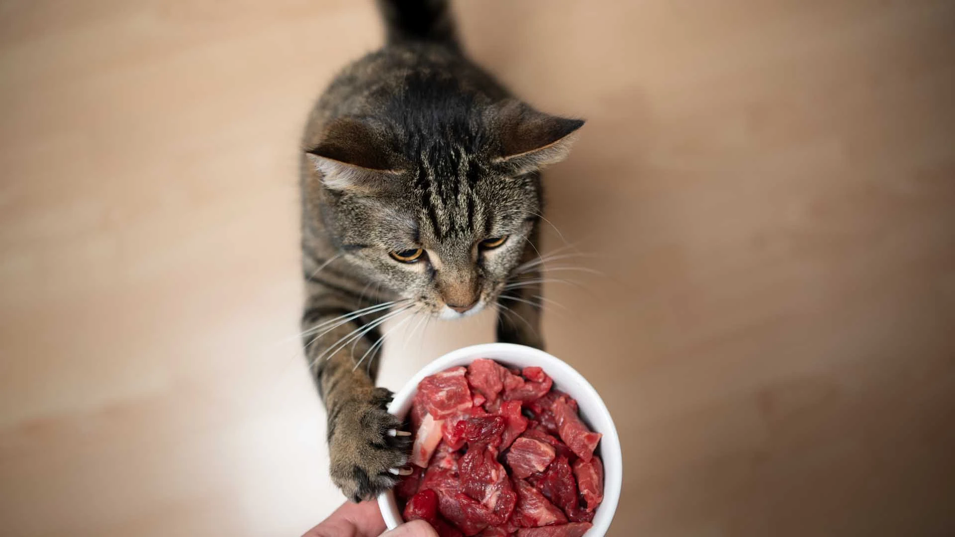 Katze-futtern katze-futtern