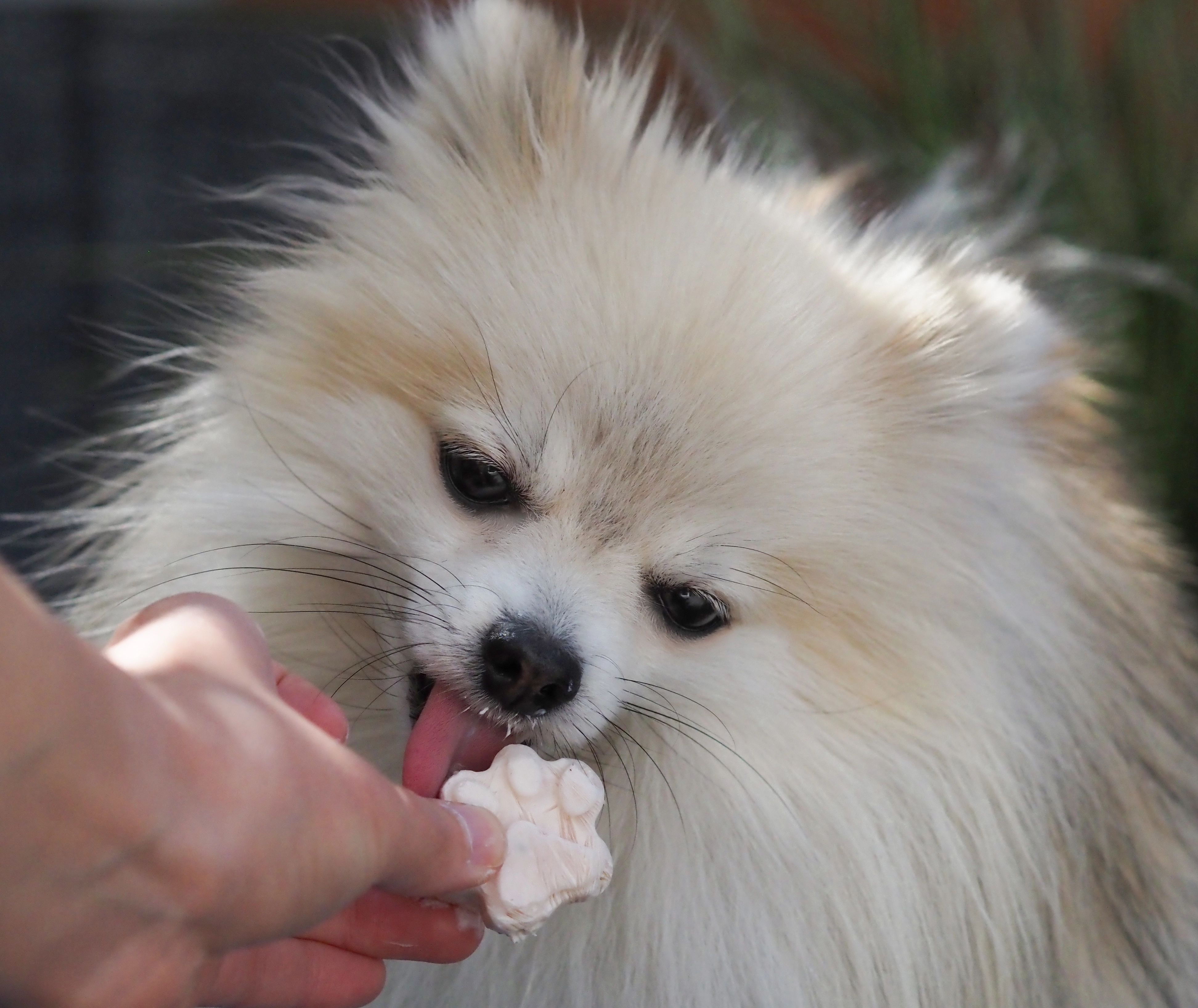 leo-am-eis-essen