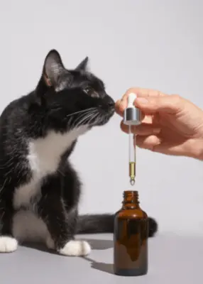 greenhero_katzen_oele