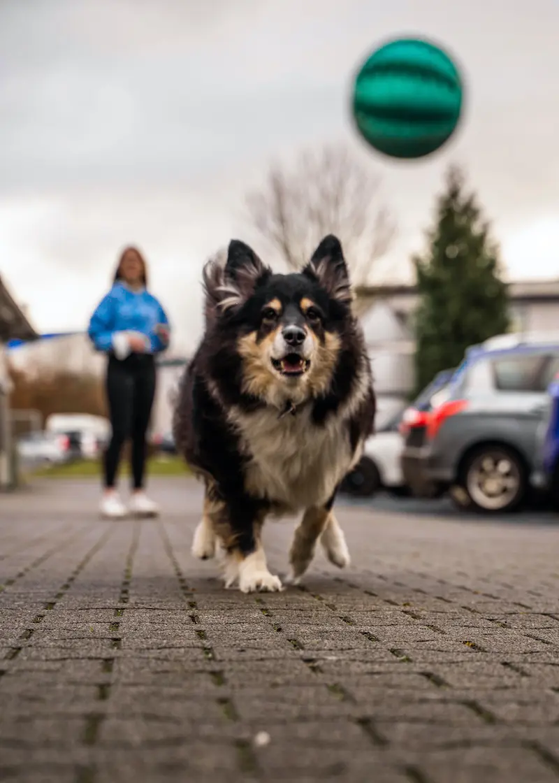 Zahnpflegeball Kauspielzeug für Hunde und Katzen