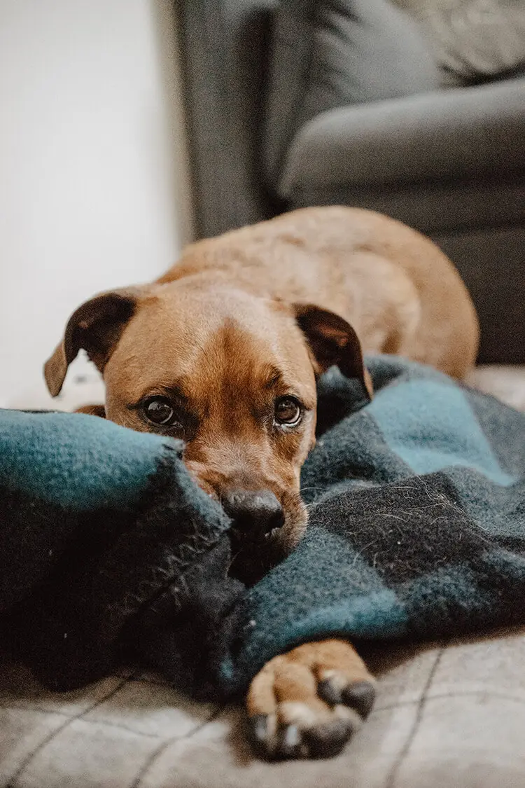 magenschmerzen_hund magenschmerzen_hund