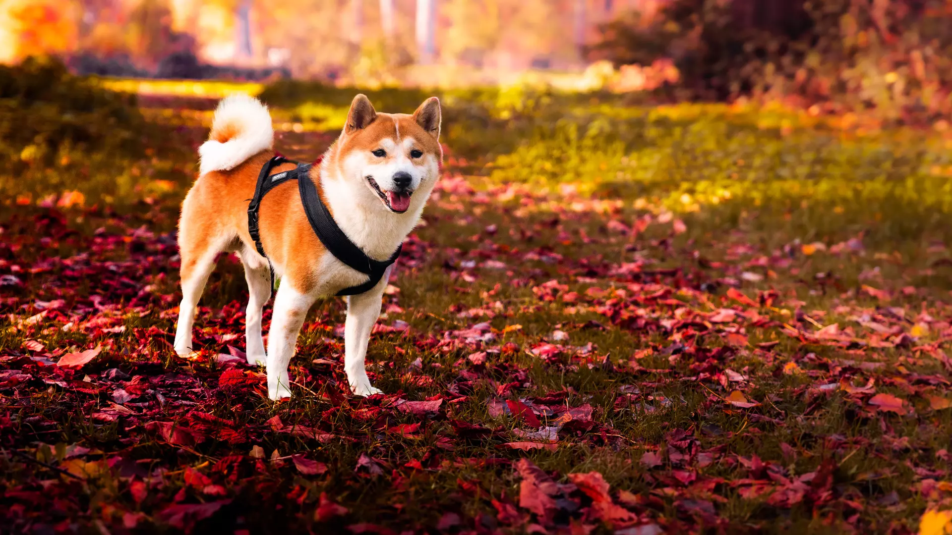 Shiba-Inu-hd shiba-inu-hd
