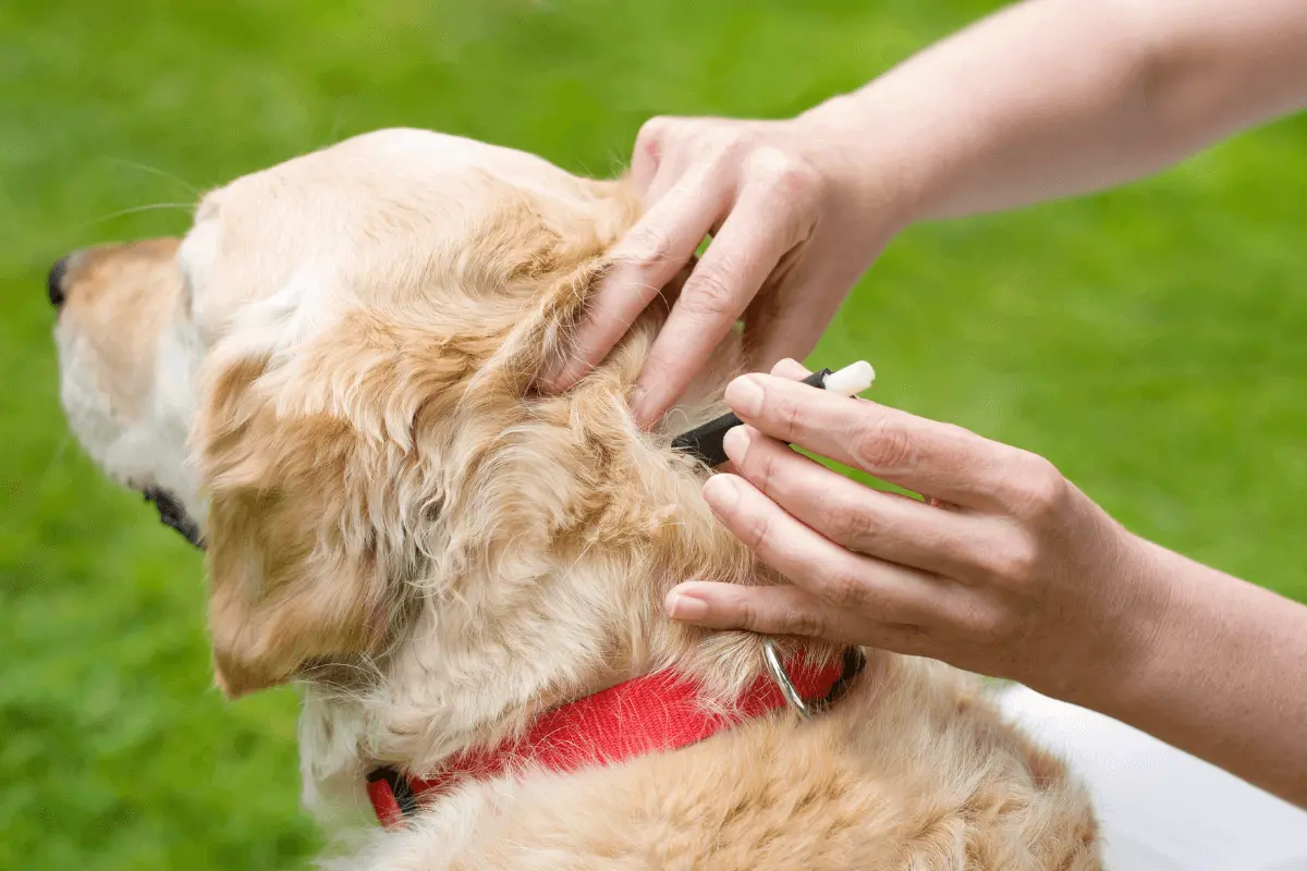 greenhero_hund_zecken