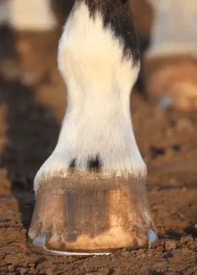 greenhero_pferde_mauke_strahlfa-ule