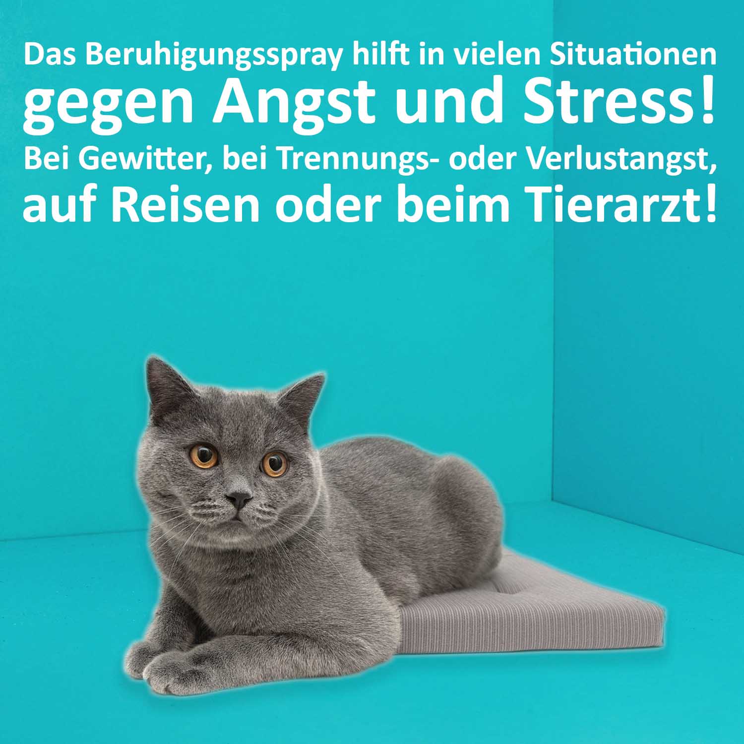 04_Green-Hero_Entspannungsspray-f-r-Katzen_Anwendungsbild