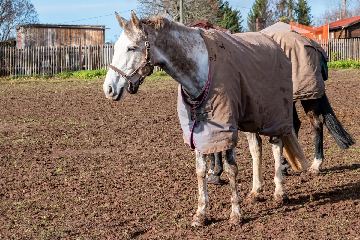 Pferdedecke pferdedecke