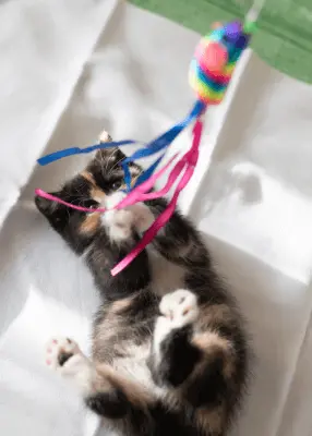 greenhero_katzen_spielzeug