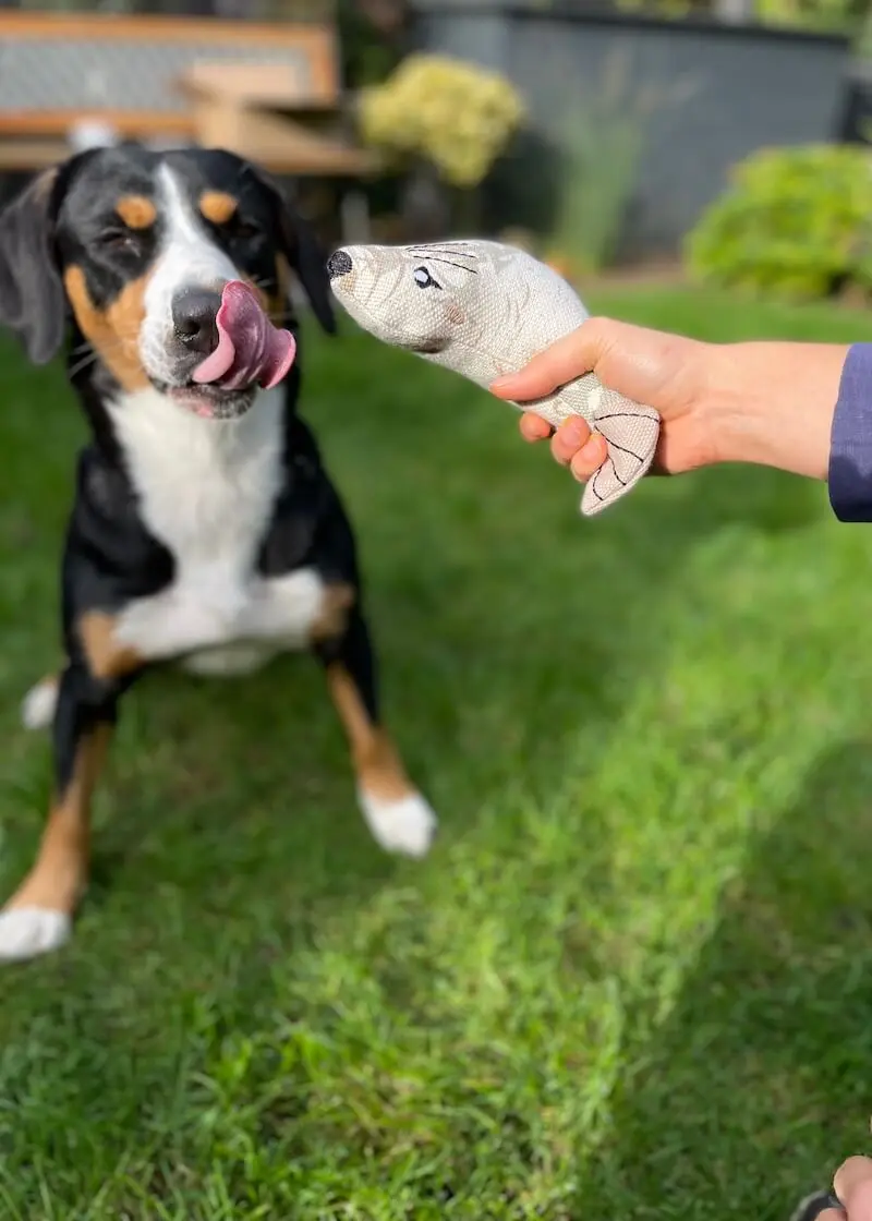 Hundespielzeug Seelöwe