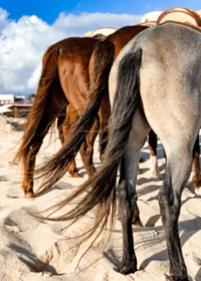 greenhero_pferde_haarlinge