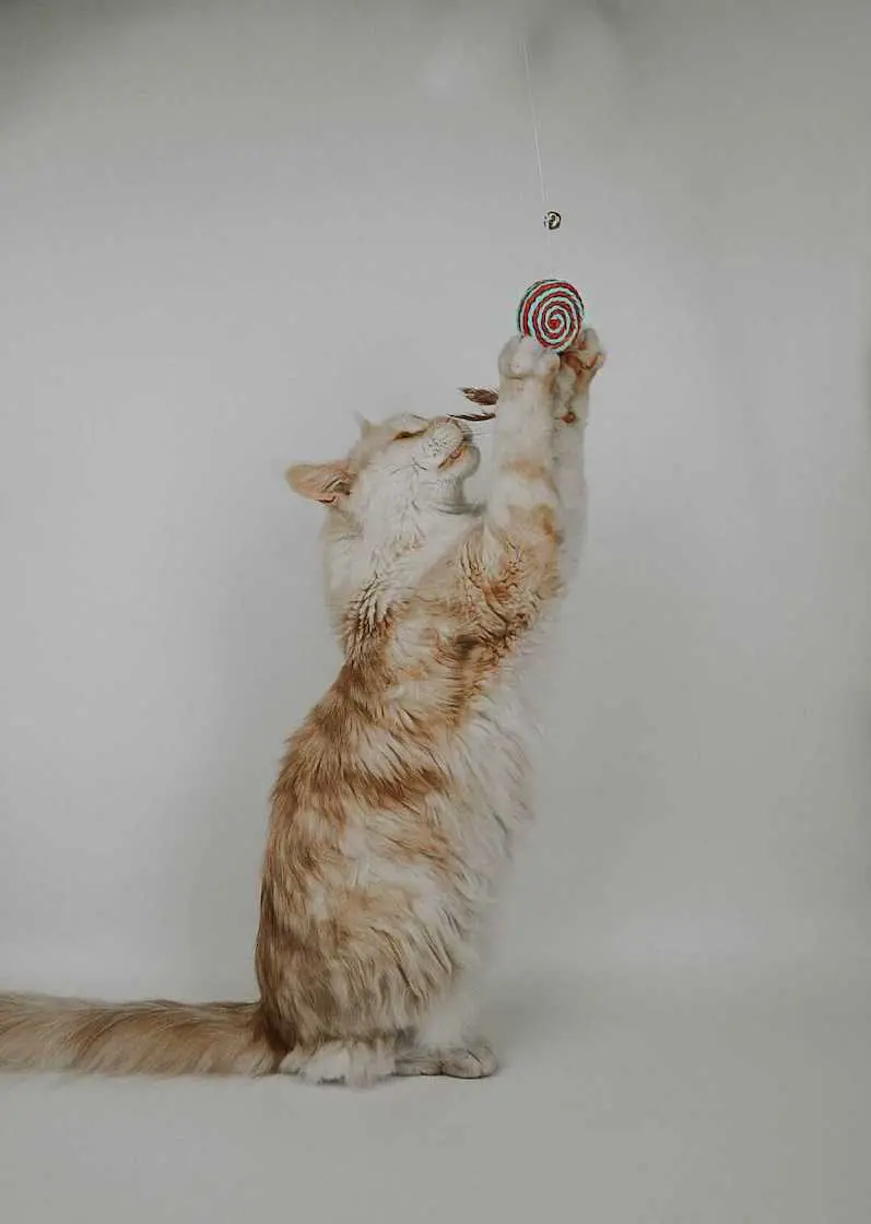 greenhero_katzenangel_anwendung_02