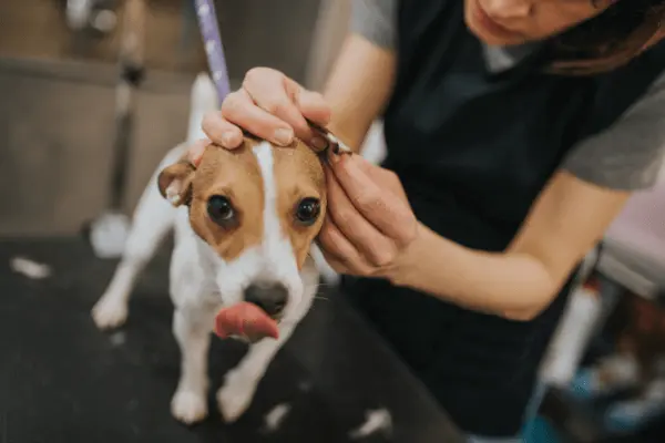 Ohrenentzuendung-Hund ohrenentzuendung-hund