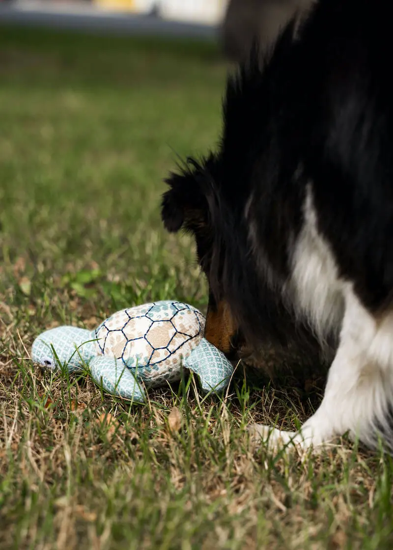 Hundespielzeug Schildkröte