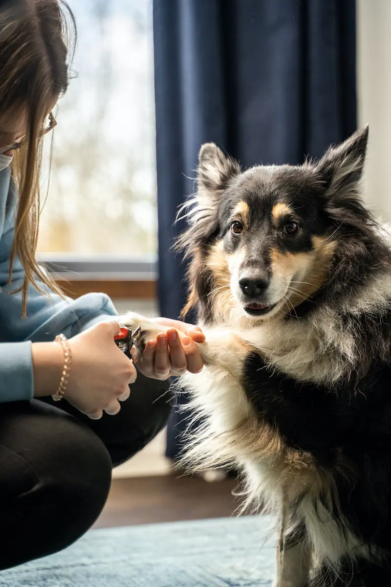 Krallenschere für Hunde und Katzen