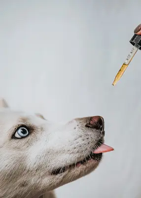 greenhero_hunde_oele