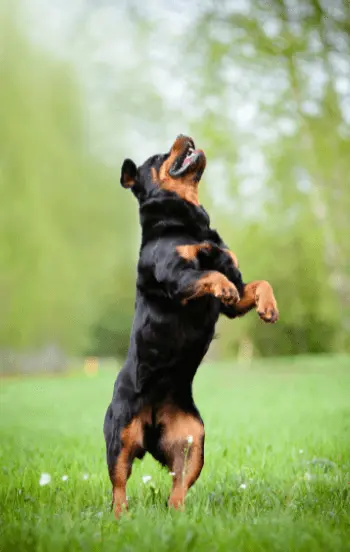 greenhero_hunde_knochen_gelenke