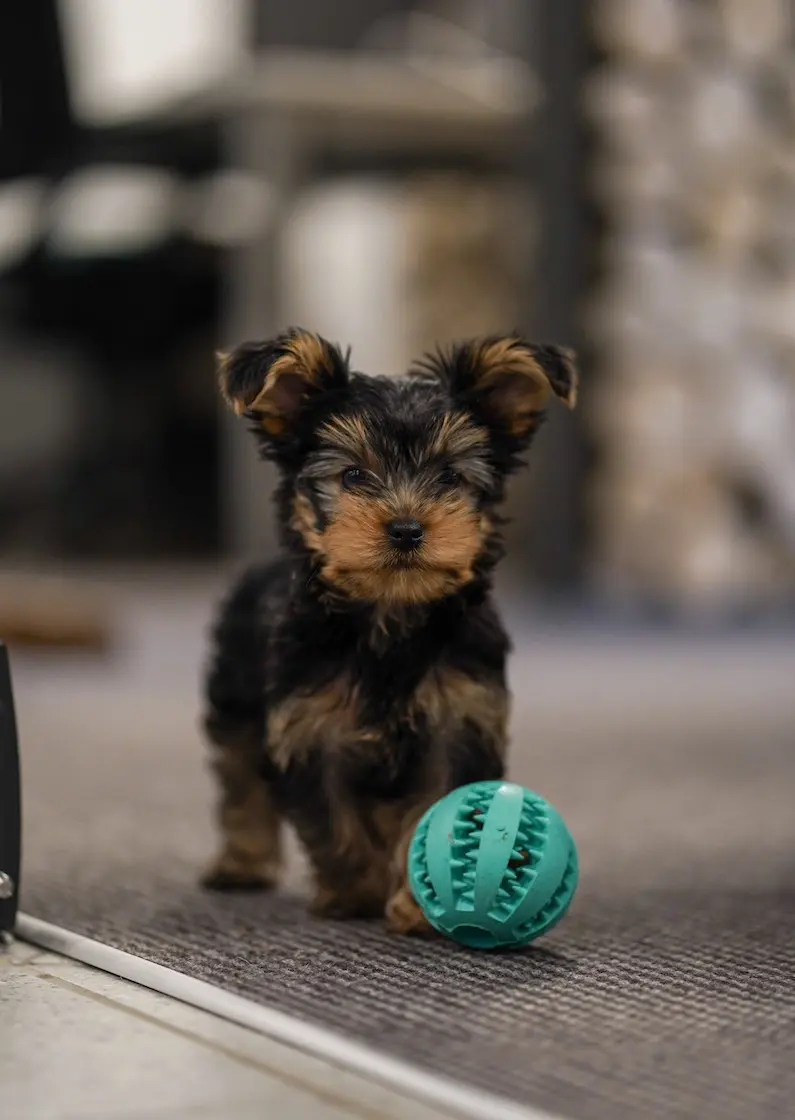 greenhero_zahnpflegeball_buddy_09