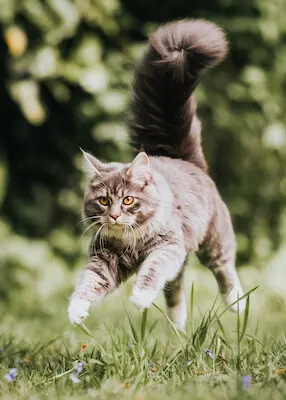 greenhero_katzen_knochen_gelenke