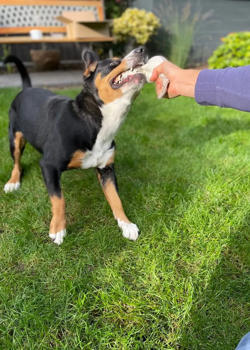 Hundespielzeug Seelöwe