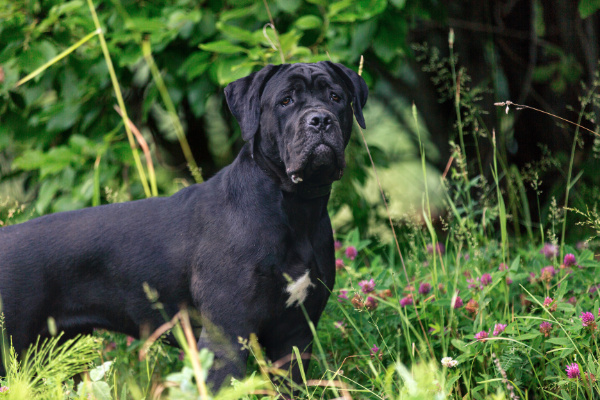 cane-corso