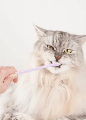 greenhero_katzen_zahnpflege