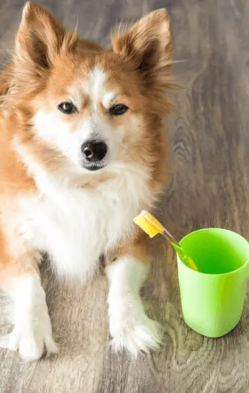 greenhero_hunde_zahnpflege