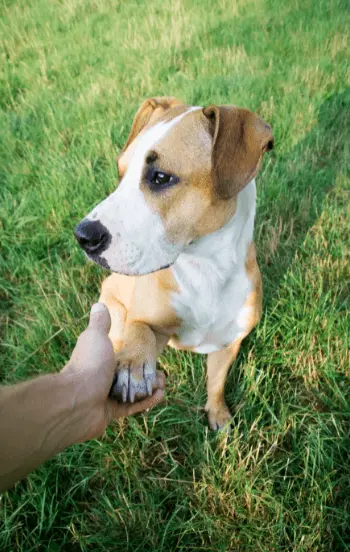 greenhero_hunde_erziehung