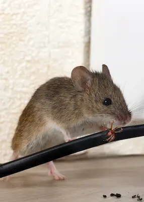 futura_kategorie_maeuse_01