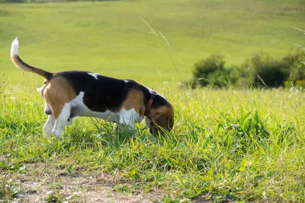 hund-frisst-gras