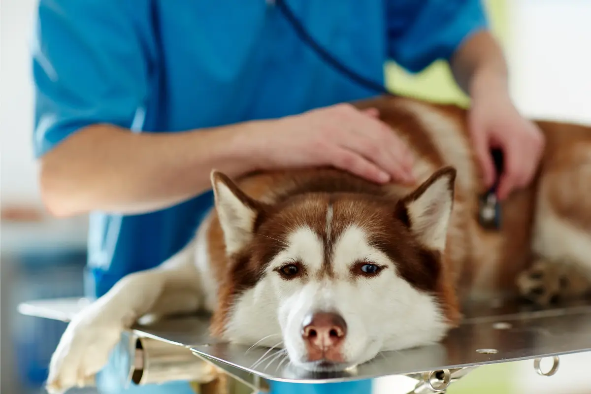 Kranker-Hund kranker-hund