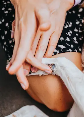 greenhero_hunde_cremes_salben