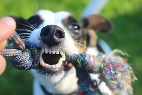 Hund_knabbert hund_knabbert