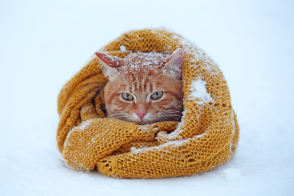 Katze-erkaltet katze-erkaltet