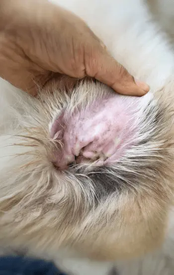 greenhero_hunde_milben