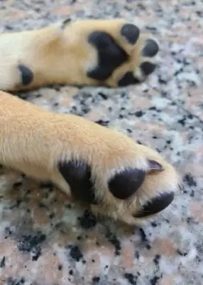 greenhero_kategorien_pfotenpflege