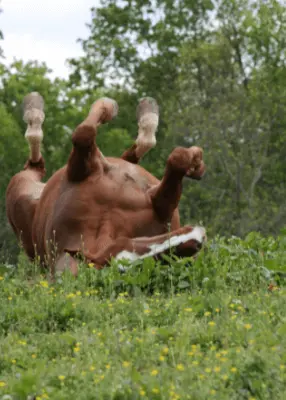 greenhero_pferde_raeude_milben_juckreiz