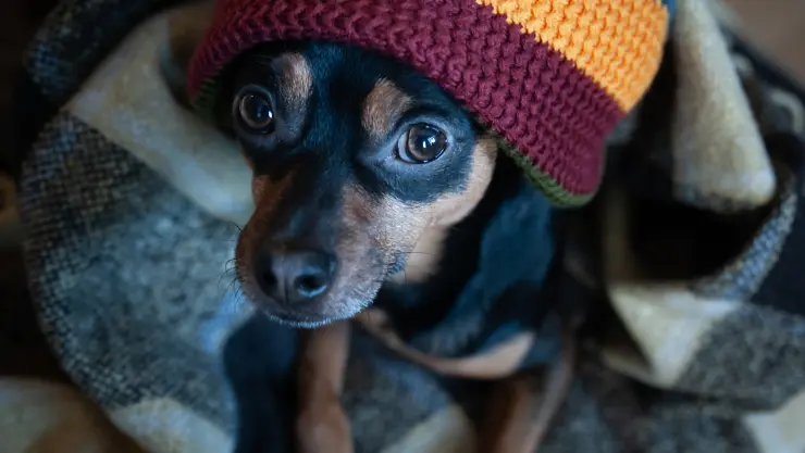 hund-zittert hund-zittert